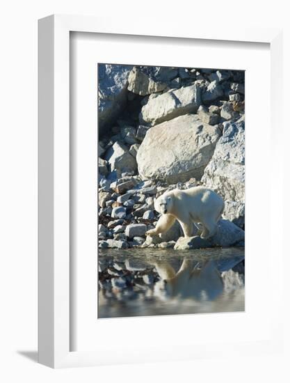 Arctic, Svalbard. Polar Bear Female and Reflection-David Slater-Framed Photographic Print