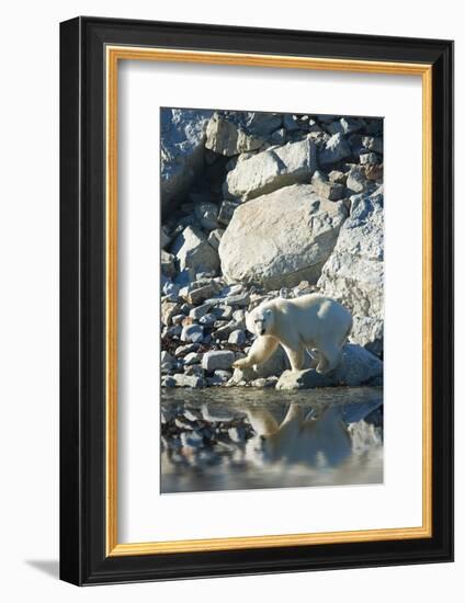 Arctic, Svalbard. Polar Bear Female and Reflection-David Slater-Framed Photographic Print