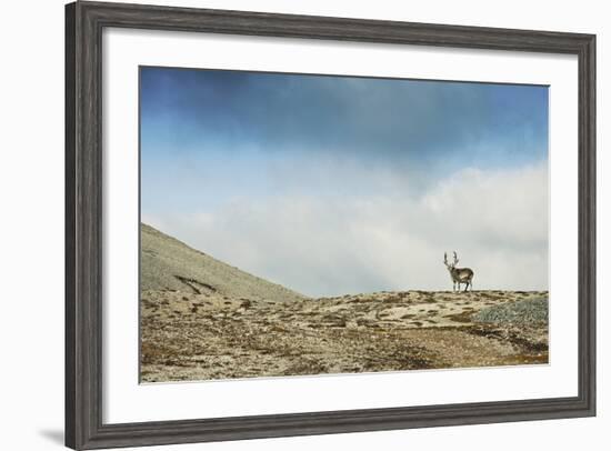 Arctic, Svalbard. Rangifer Tarandus Platyrhynchus, Male Svalbard Reindeer on Barren Tundra-David Slater-Framed Photographic Print