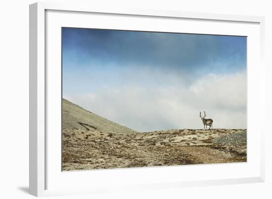 Arctic, Svalbard. Rangifer Tarandus Platyrhynchus, Male Svalbard Reindeer on Barren Tundra-David Slater-Framed Photographic Print