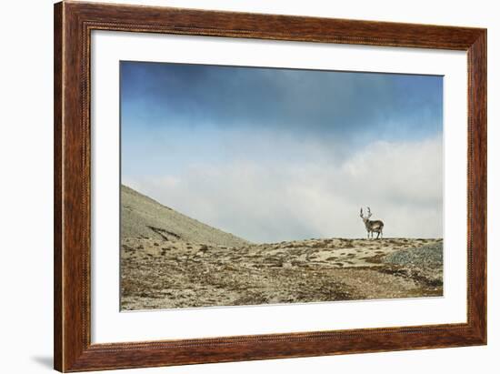 Arctic, Svalbard. Rangifer Tarandus Platyrhynchus, Male Svalbard Reindeer on Barren Tundra-David Slater-Framed Photographic Print