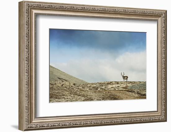 Arctic, Svalbard. Rangifer Tarandus Platyrhynchus, Male Svalbard Reindeer on Barren Tundra-David Slater-Framed Photographic Print