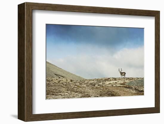 Arctic, Svalbard. Rangifer Tarandus Platyrhynchus, Male Svalbard Reindeer on Barren Tundra-David Slater-Framed Photographic Print