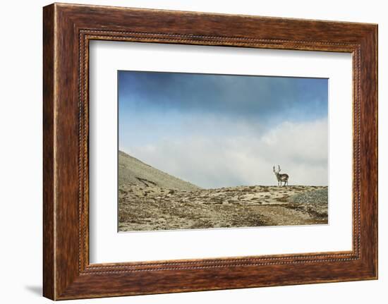 Arctic, Svalbard. Rangifer Tarandus Platyrhynchus, Male Svalbard Reindeer on Barren Tundra-David Slater-Framed Photographic Print