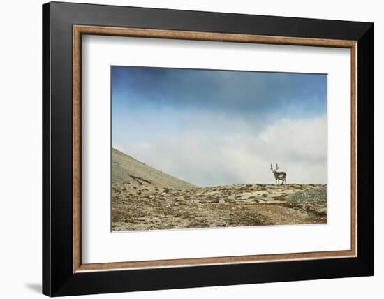 Arctic, Svalbard. Rangifer Tarandus Platyrhynchus, Male Svalbard Reindeer on Barren Tundra-David Slater-Framed Photographic Print