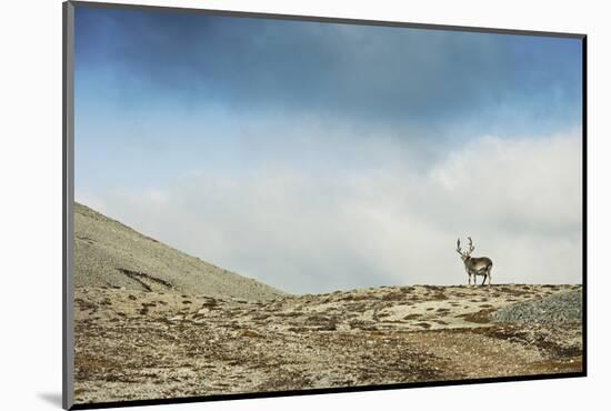 Arctic, Svalbard. Rangifer Tarandus Platyrhynchus, Male Svalbard Reindeer on Barren Tundra-David Slater-Mounted Photographic Print