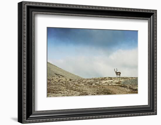 Arctic, Svalbard. Rangifer Tarandus Platyrhynchus, Male Svalbard Reindeer on Barren Tundra-David Slater-Framed Photographic Print