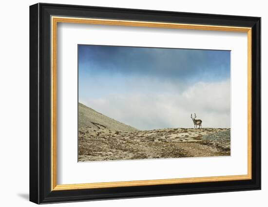 Arctic, Svalbard. Rangifer Tarandus Platyrhynchus, Male Svalbard Reindeer on Barren Tundra-David Slater-Framed Photographic Print