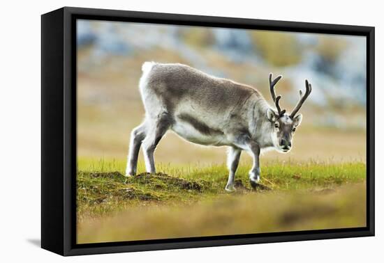 Arctic, Svalbard. Rangifer Tarandus Platyrhynchus, Svalbard Reindeer on Tundra-David Slater-Framed Premier Image Canvas