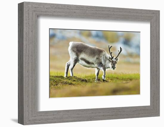 Arctic, Svalbard. Rangifer Tarandus Platyrhynchus, Svalbard Reindeer on Tundra-David Slater-Framed Photographic Print