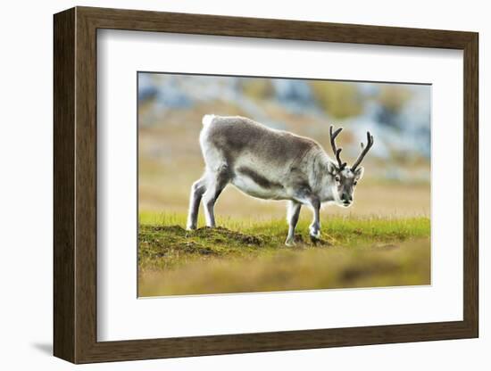 Arctic, Svalbard. Rangifer Tarandus Platyrhynchus, Svalbard Reindeer on Tundra-David Slater-Framed Photographic Print