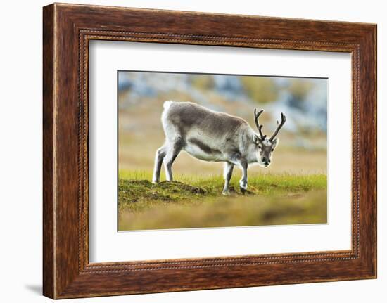 Arctic, Svalbard. Rangifer Tarandus Platyrhynchus, Svalbard Reindeer on Tundra-David Slater-Framed Photographic Print