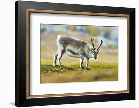 Arctic, Svalbard. Rangifer Tarandus Platyrhynchus, Svalbard Reindeer on Tundra-David Slater-Framed Photographic Print