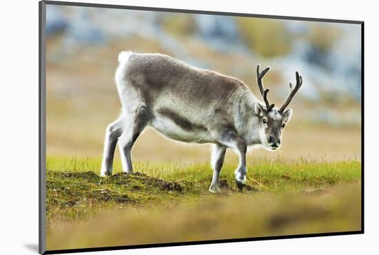 Arctic, Svalbard. Rangifer Tarandus Platyrhynchus, Svalbard Reindeer on Tundra-David Slater-Mounted Photographic Print