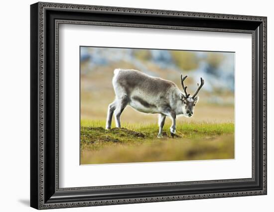 Arctic, Svalbard. Rangifer Tarandus Platyrhynchus, Svalbard Reindeer on Tundra-David Slater-Framed Photographic Print