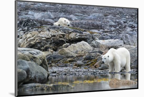 Arctic, Svalbard, Spitsbergen. A polar bear looks for harbor seals-Ellen Goff-Mounted Photographic Print