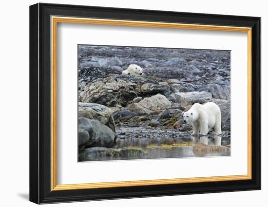 Arctic, Svalbard, Spitsbergen. A polar bear looks for harbor seals-Ellen Goff-Framed Photographic Print