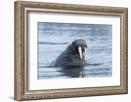 Arctic, Svalbard, Spitsbergen. Portrait of a walrus in the water.-Ellen Goff-Framed Photographic Print