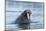 Arctic, Svalbard, Spitsbergen. Portrait of a walrus in the water.-Ellen Goff-Mounted Photographic Print