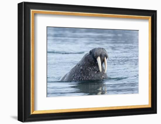 Arctic, Svalbard, Spitsbergen. Portrait of a walrus in the water.-Ellen Goff-Framed Photographic Print