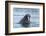 Arctic, Svalbard, Spitsbergen. Portrait of a walrus in the water.-Ellen Goff-Framed Photographic Print