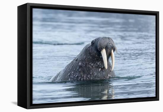 Arctic, Svalbard, Spitsbergen. Portrait of a walrus in the water.-Ellen Goff-Framed Premier Image Canvas