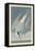 Arctic Tern, 1835-John James Audubon-Framed Premier Image Canvas
