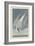 Arctic Tern, 1835-John James Audubon-Framed Giclee Print