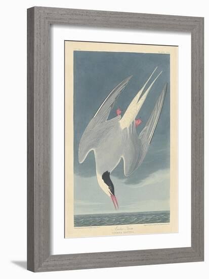 Arctic Tern, 1835-John James Audubon-Framed Giclee Print