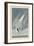 Arctic Tern, 1835-John James Audubon-Framed Giclee Print