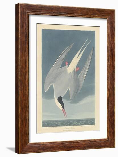 Arctic Tern, 1835-John James Audubon-Framed Giclee Print