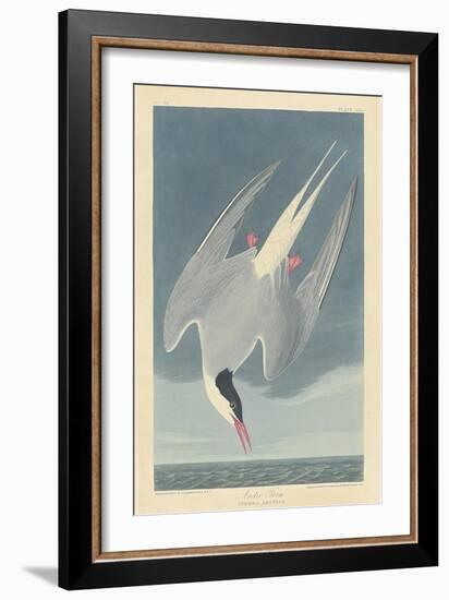 Arctic Tern, 1835-John James Audubon-Framed Giclee Print