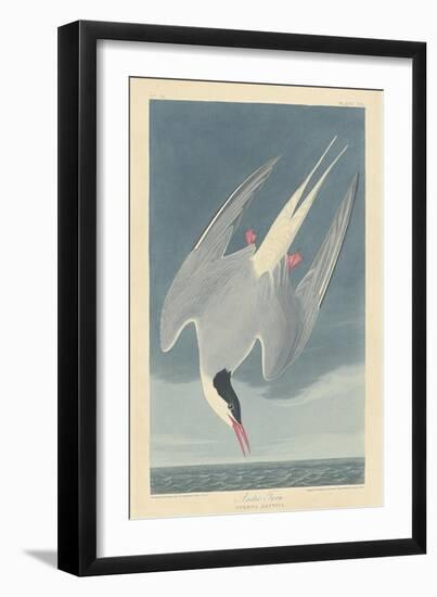 Arctic Tern, 1835-John James Audubon-Framed Giclee Print