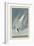 Arctic Tern, 1835-John James Audubon-Framed Giclee Print