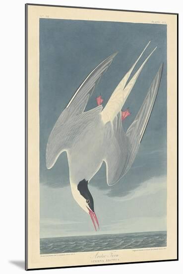 Arctic Tern, 1835-John James Audubon-Mounted Giclee Print