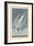 Arctic Tern, 1835-John James Audubon-Framed Giclee Print