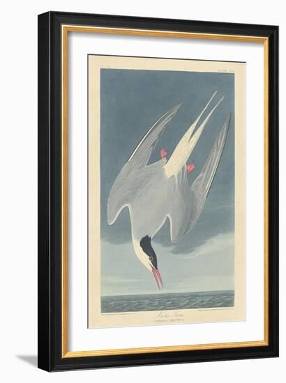 Arctic Tern, 1835-John James Audubon-Framed Giclee Print