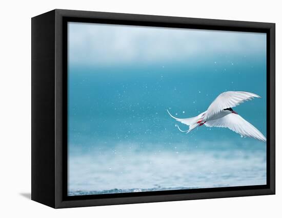 Arctic Tern fishing in Jokulsarlon Lake-Paul Souders-Framed Premier Image Canvas