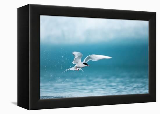 Arctic Tern Fishing in Jokulsarlon Lake-Paul Souders-Framed Premier Image Canvas