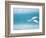 Arctic Tern fishing in Jokulsarlon Lake-Paul Souders-Framed Photographic Print