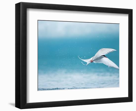 Arctic Tern fishing in Jokulsarlon Lake-Paul Souders-Framed Photographic Print