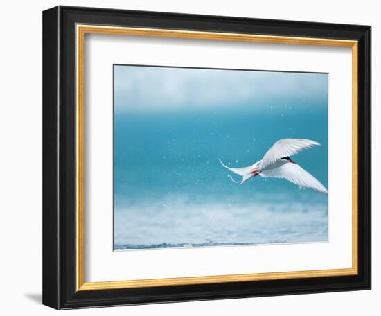 Arctic Tern fishing in Jokulsarlon Lake-Paul Souders-Framed Photographic Print