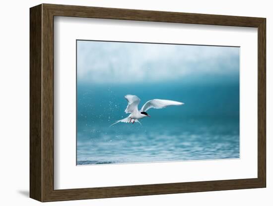 Arctic Tern Fishing in Jokulsarlon Lake-Paul Souders-Framed Photographic Print