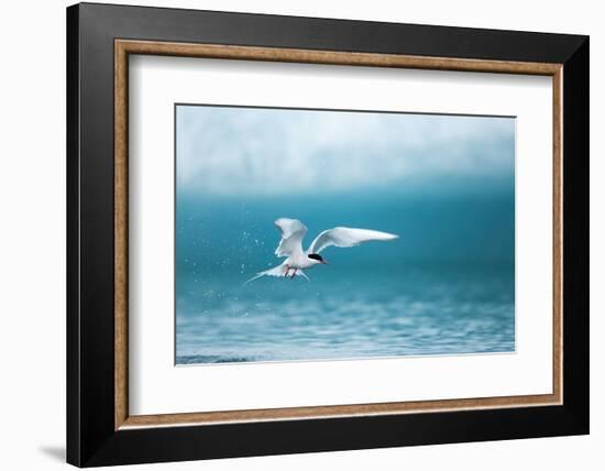 Arctic Tern Fishing in Jokulsarlon Lake-Paul Souders-Framed Photographic Print