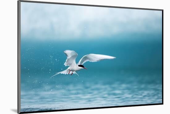 Arctic Tern Fishing in Jokulsarlon Lake-Paul Souders-Mounted Photographic Print