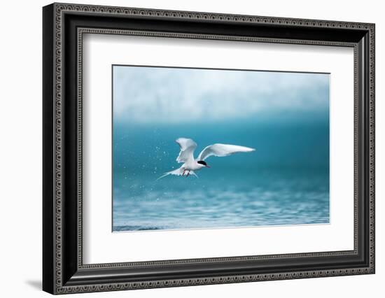 Arctic Tern Fishing in Jokulsarlon Lake-Paul Souders-Framed Photographic Print