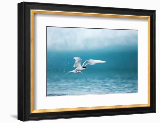 Arctic Tern Fishing in Jokulsarlon Lake-Paul Souders-Framed Photographic Print