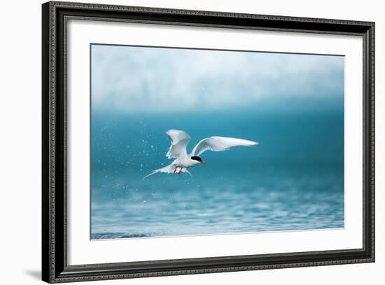 Arctic Tern Fishing in Jokulsarlon Lake-Paul Souders-Framed Photographic Print