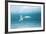 Arctic Tern Fishing in Jokulsarlon Lake-Paul Souders-Framed Photographic Print