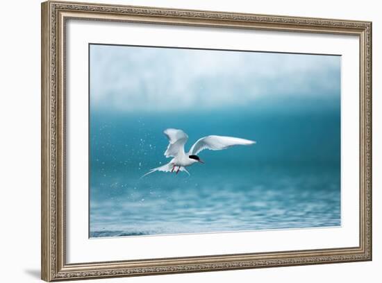 Arctic Tern Fishing in Jokulsarlon Lake-Paul Souders-Framed Photographic Print